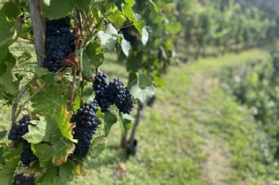 Weintrauben Weinrebe